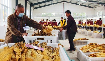河南襄城縣局(分公司)規(guī)范煙葉收購程序
