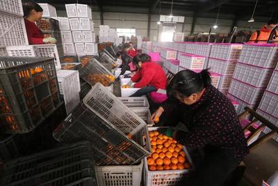 &ldquo;全國網(wǎng)絡主流媒體行&rdquo;走進湖北宜昌 生態(tài)發(fā)展看荊楚 電商平臺助力農產品上行